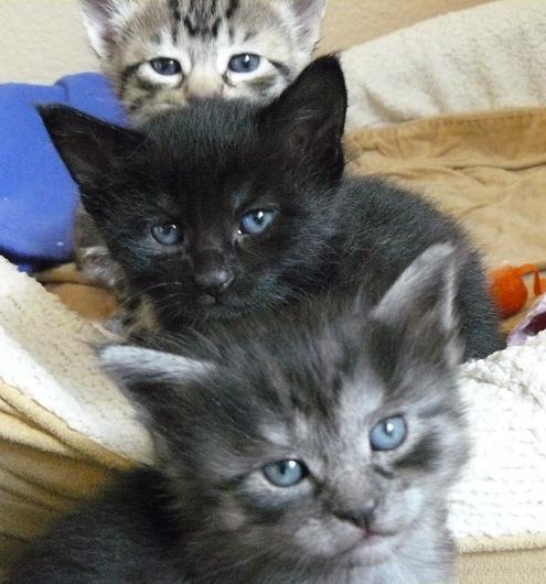  Vacances et Observances Vacances pour animaux de compagnie - Photo dans un Totem de Chaton 